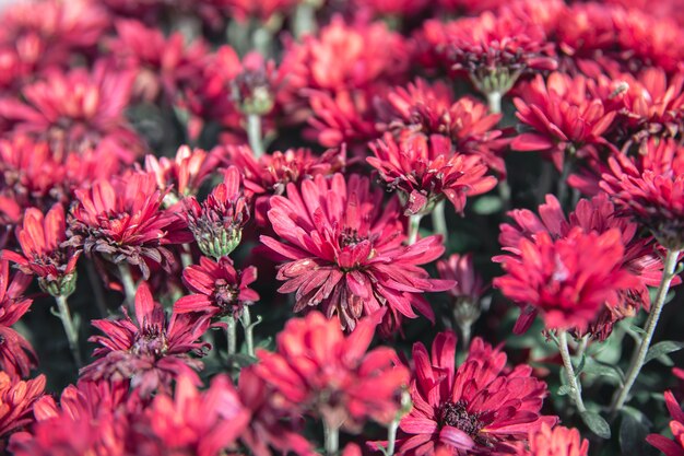 Natürlicher Hintergrund, frische rote Chrysanthemen wachsen, Nahaufnahme.