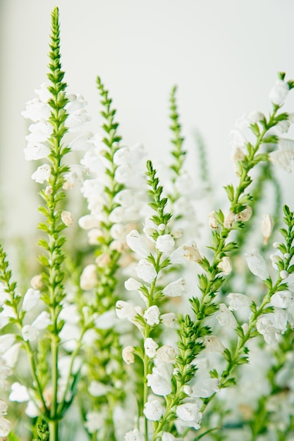 Natürlicher Hintergrund kleine weiße Blüten auf weißem Hintergrund