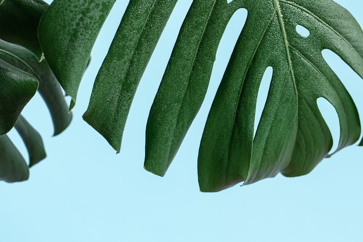 Kostenlose Foto natürlicher hintergrund mit tropischem monstera-blattabschluß oben.