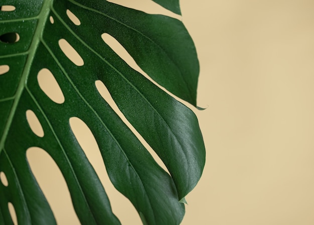 Kostenloses Foto natürlicher hintergrund mit tropischem monstera-blattabschluß oben.