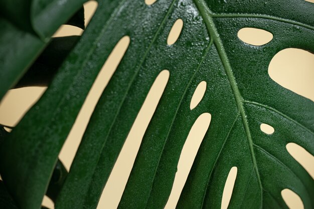 Natürlicher Hintergrund mit tropischem Monstera-Blattabschluß oben.