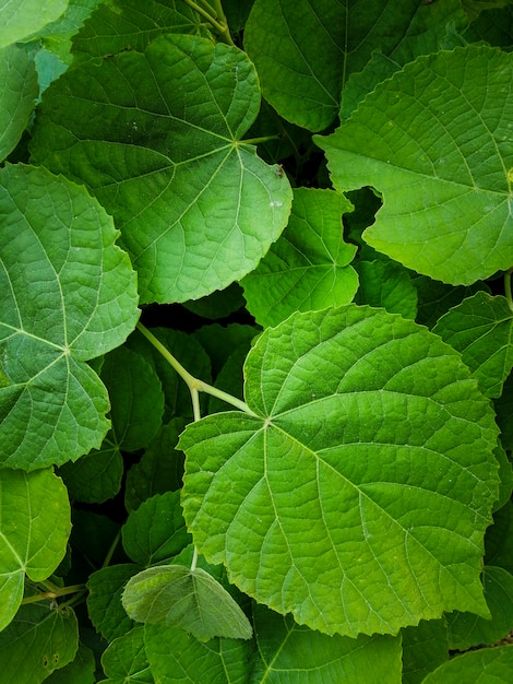 Natürlicher Hintergrund von grünen Blättern