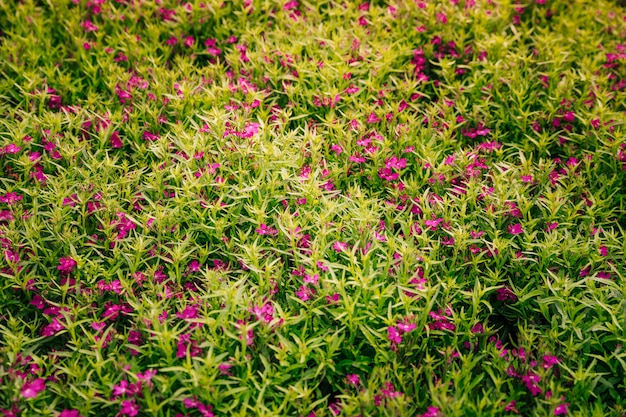 Natürlicher Hintergrund von rosa Blumen mit grünen Blättern