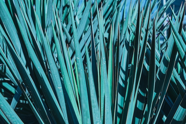 Natürlicher Hintergrund - Yucca verlässt Nahaufnahme, selektiver Fokus, tropischer Park. Blaugrüne Yuccablätter, horizontale Aufnahme