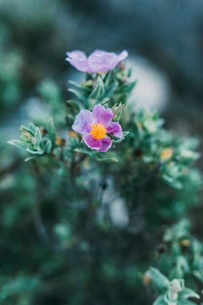 Natur Blumen Hintergrund