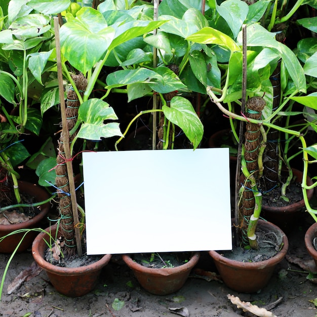 Natur-Garten verlässt Hintergrund