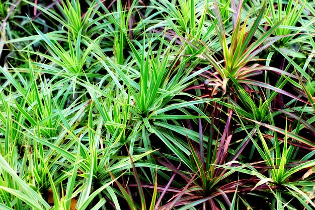 Natur-Garten verlässt Hintergrund