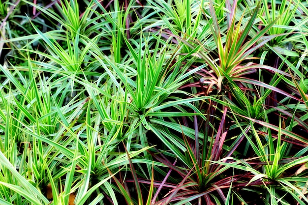 Natur-Garten verlässt Hintergrund