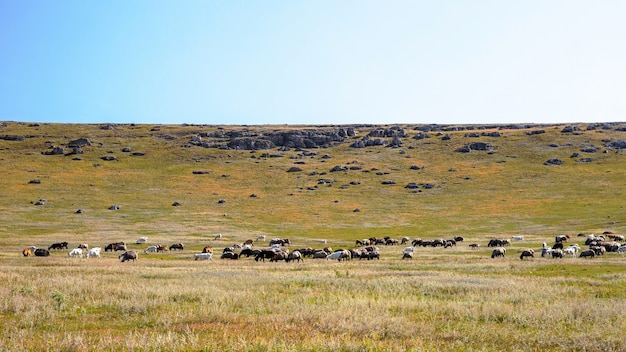 Natur Moldawiens, Ebene mit spärlicher Vegetation, mehreren Felsen und grasenden Ziegen