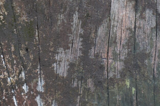 Natur Nahaufnahme Holz Textur Baum
