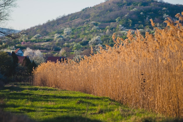 Natur-Szene mit Gras und Berg Hintergrund