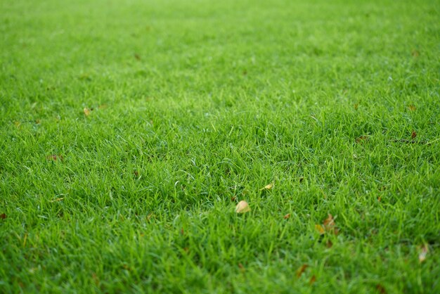 Natur Textur Hintergründe Sommer Gras