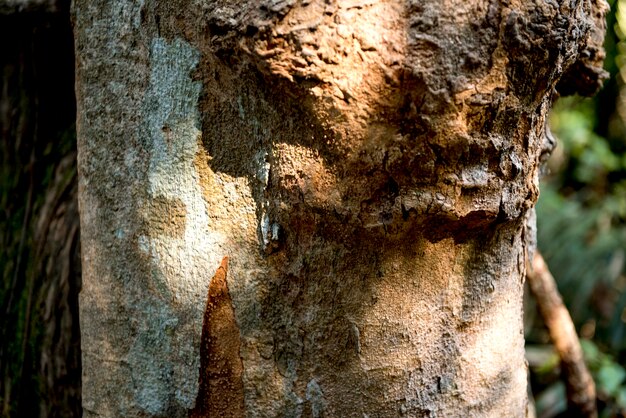 Natur-Wachstums-Umwelt-Grün-Ökologie