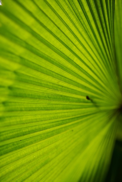 Natur Wald schöne Makro Textur