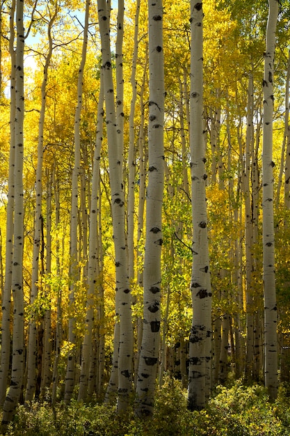 Kostenloses Foto naturansicht der flora und vegetation der usa