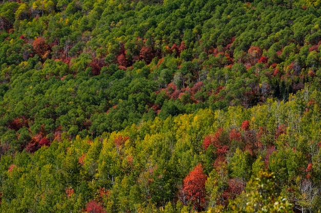 Kostenloses Foto naturansicht der flora und vegetation der usa