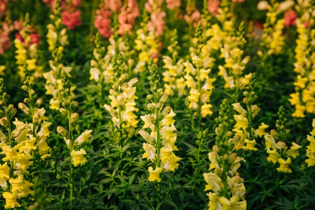 Naturhintergrund des gelben Blumenantirrhinums majus