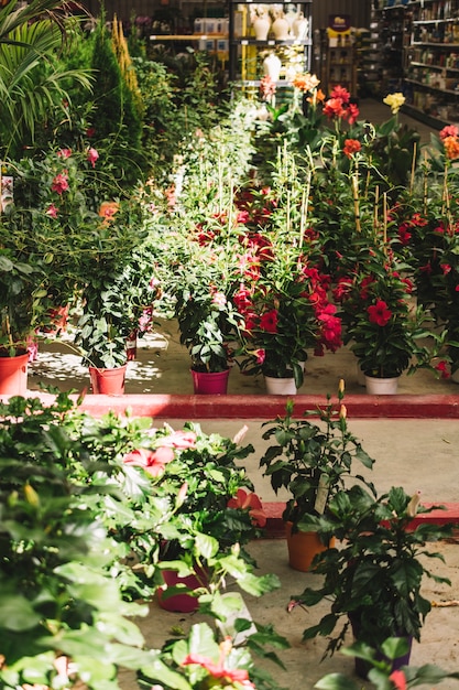 Naturkonzept im Gewächshaus