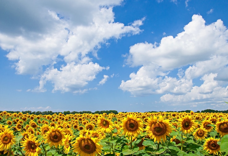 Kostenlose Foto naturlandschaft von sonnenblumen feld an einem sonnigen tag