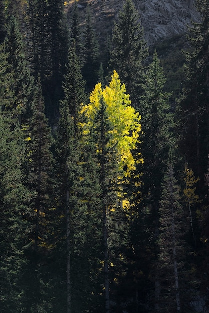 Naturszene der Usa-Vegetation und -flora