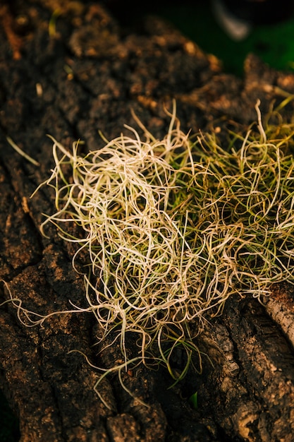 Kostenloses Foto naturwurzeln auf der felsenoberfläche