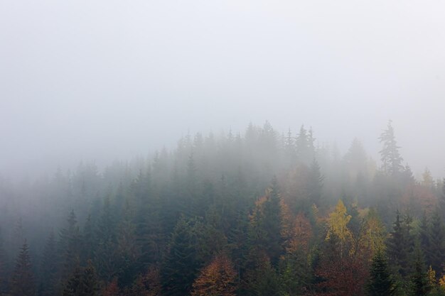 Nebelige Herbstberglandschaft mit Fichtenwald