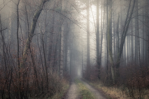 Kostenloses Foto nebeliger wald