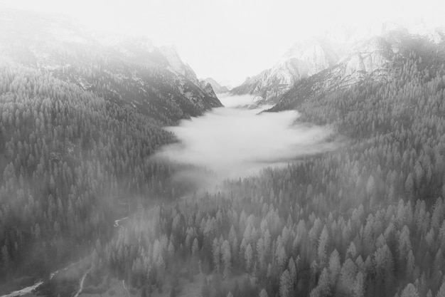 Kostenloses Foto nebelwald im winter