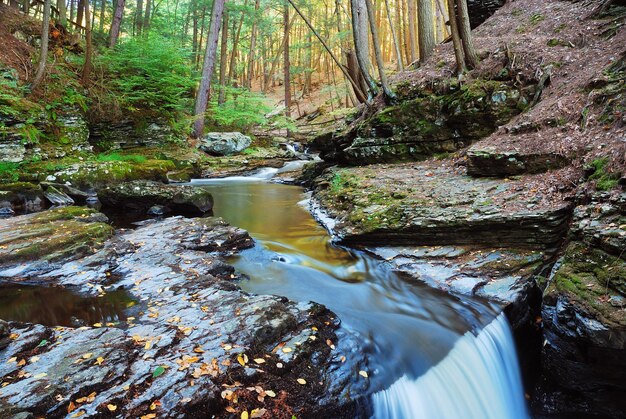 Nebenfluss im Wald