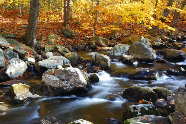 Nebenfluss im Waldberg