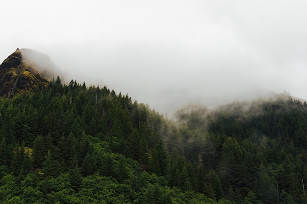 Neblige Landschaft eines Waldes mit Rauch, der aus den Bäumen kommt