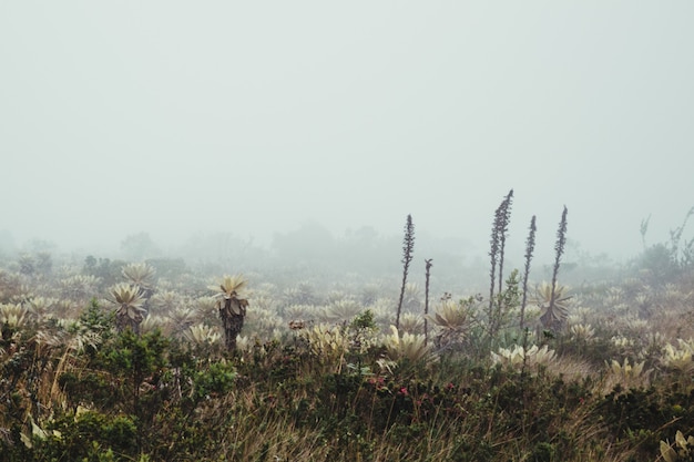 Neblige Landschaft