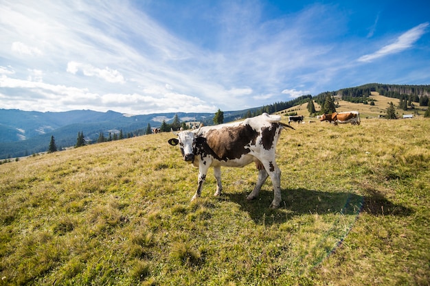 Nebliger Sommermorgen in den Bergen. Karpaten, Ukraine, Europa. Schönheitswelt.