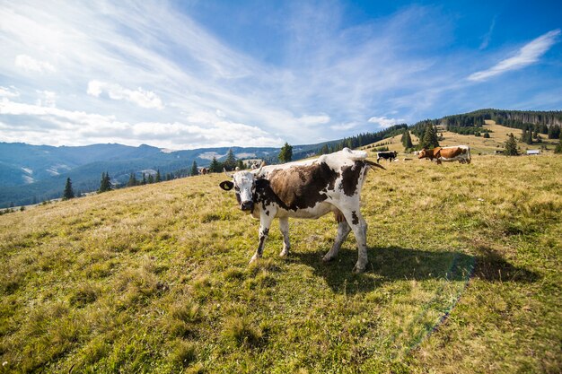 Nebliger Sommermorgen in den Bergen. Karpaten, Ukraine, Europa. Schönheitswelt.