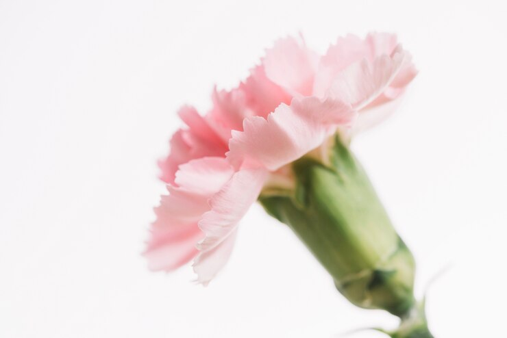 Kostenlose Foto nette blume auf weißem hintergrund