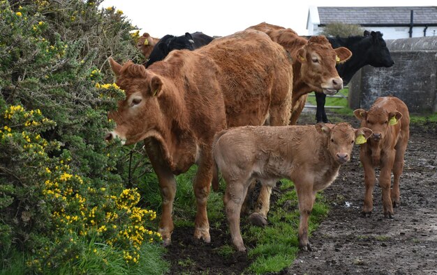 Nette Familie von Kühen, die in einem Cluster in England stehen.