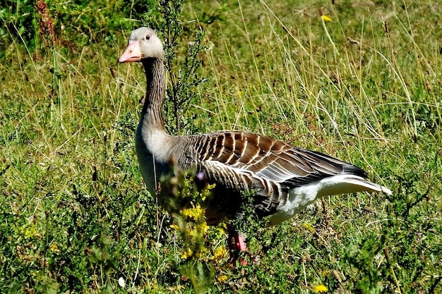 Nette Gans, die im grünen Gras geht