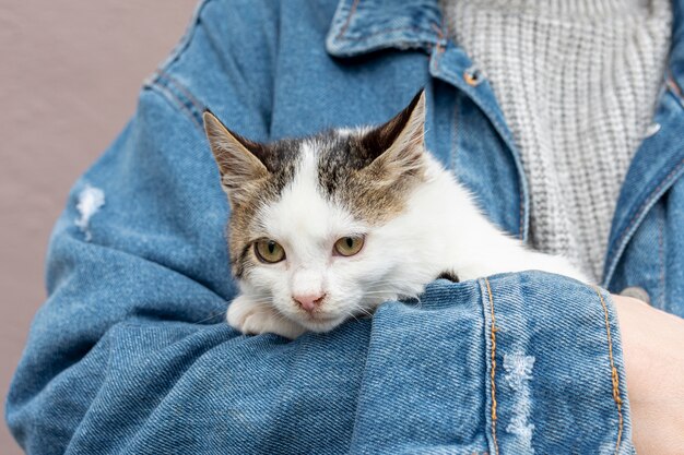 Nette Hauskatze der Nahaufnahme, die in den Inhaberarmen sitzt