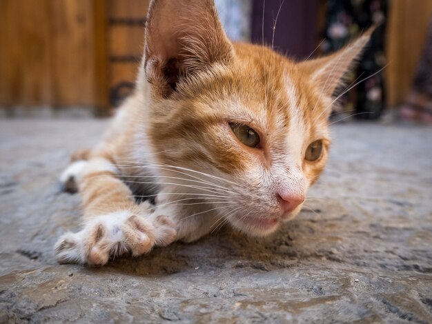 Nette inländische orange Katze, die auf dem Boden mit einem unscharfen Hintergrund liegt