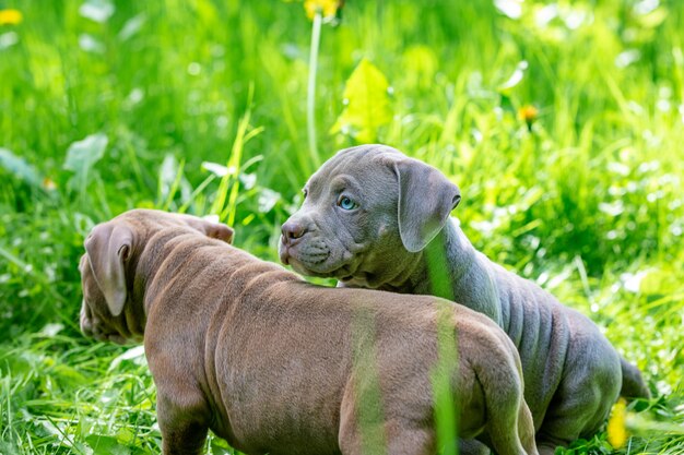 Netter hund mit zunge heraus Kostenlose Foto