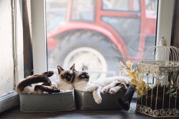 Nette siamesische Katzen, die in Kisten nahe dem Fenster liegen