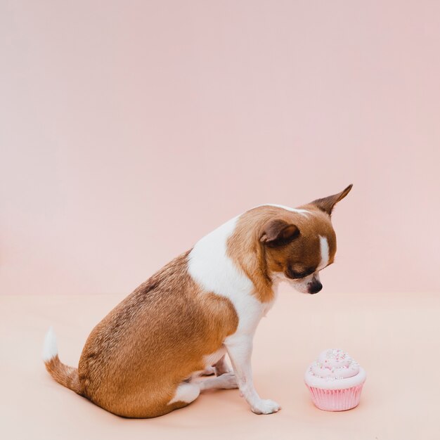 Nette sitzende Chihuahua mit rosa kleinem Kuchen