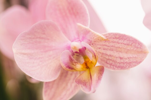 Nette weiche rosa Blume