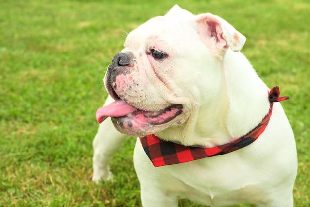 Nette weiße australische Bulldogge, die auf dem grünen Gras während des Tages sitzt