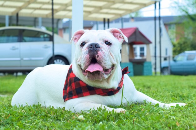 Nette weiße australische Bulldogge, die auf dem grünen Gras während des Tages sitzt