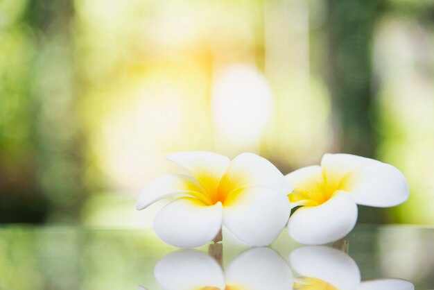 Nette weiße Blume in unscharfem Hintergrund