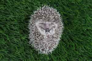 Kostenloses Foto netter baby-igel, der auf gras schläft