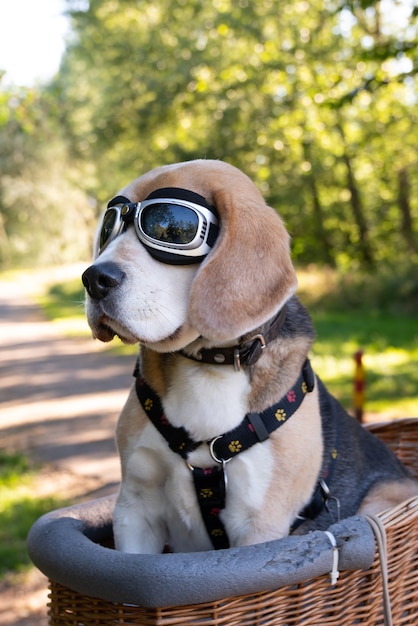 Netter Beagle-Hund, der in einem Korb sitzt, während er eine Schutzbrille auf einem Weg in der Natur zwischen Bäumen trägt