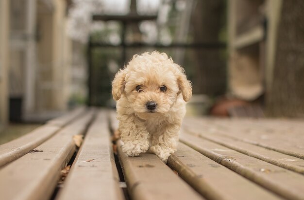 Netter beiger Shih-poo Maltipoo-Hund, der auf einem Holzdeck geht