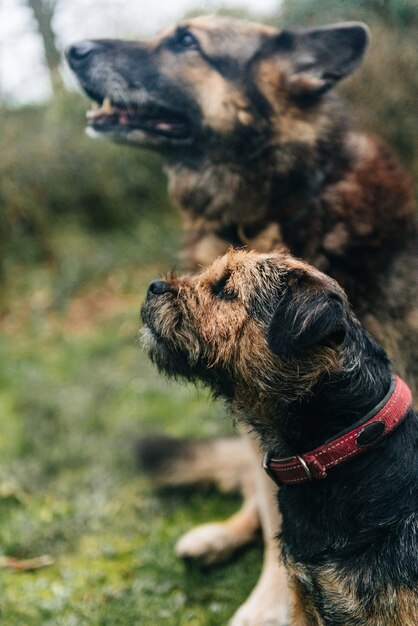 Netter Border Terrier Hund und ein deutscher Schäferhund sitzen auf dem Gras